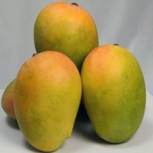 KESAR MANGOES 6PACK