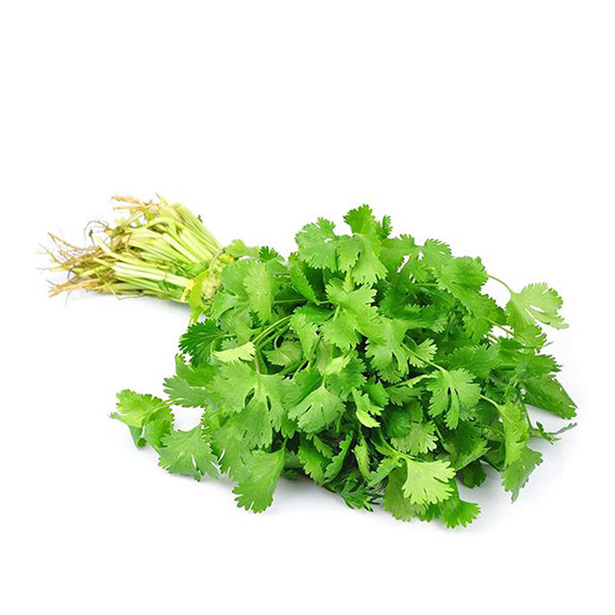 Fresh Coriander Leaf - dhaniya