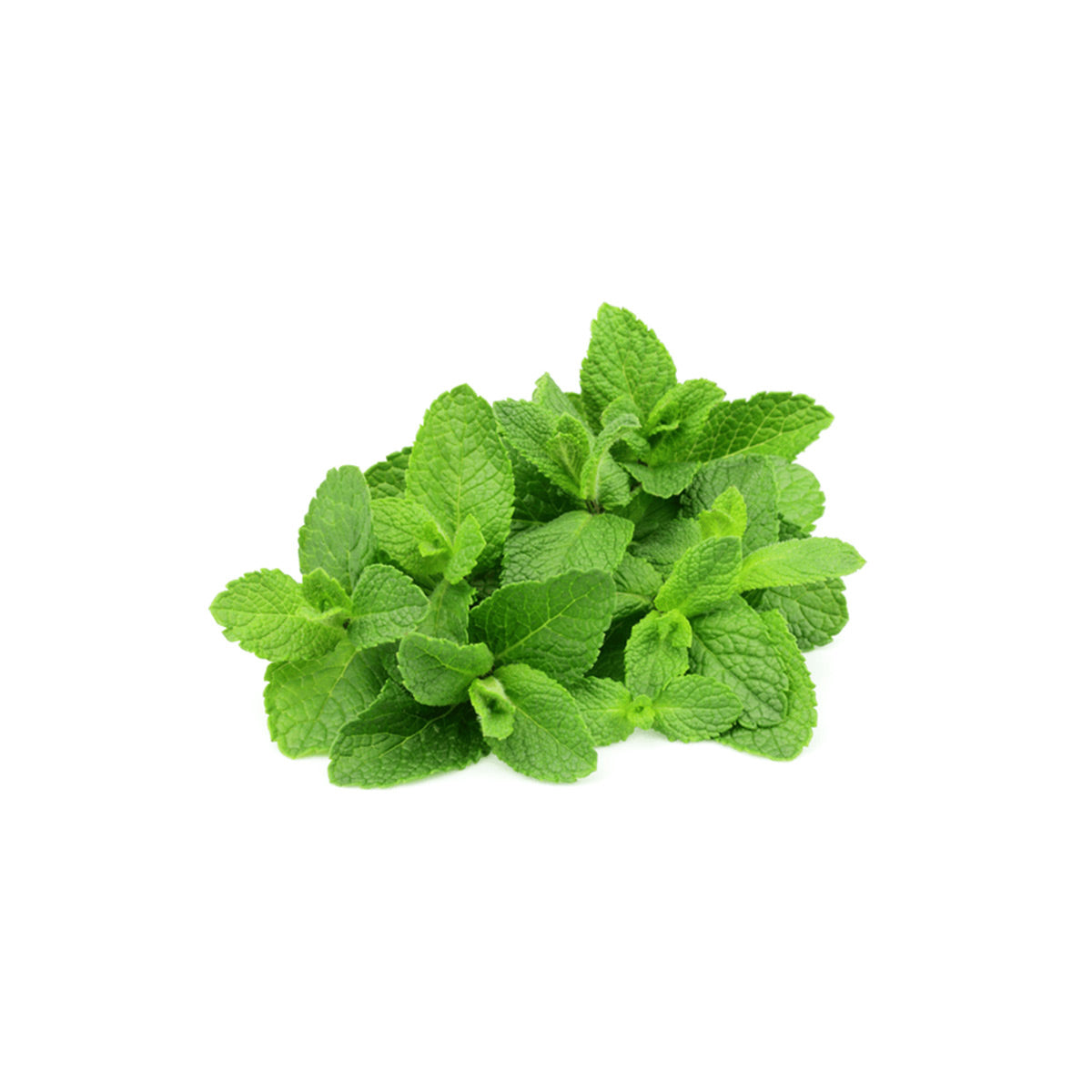 Fresh Mint Leaf - pudina bunch